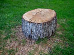 Best Tree Trimming and Pruning  in Oak Brook, IL