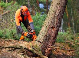 Best Arborist Consultation Services  in Oak Brook, IL