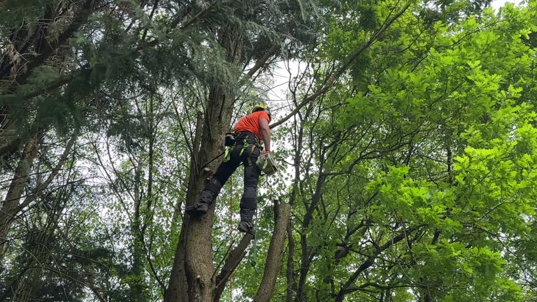 How Our Tree Care Process Works  in  Oak Brook, IL