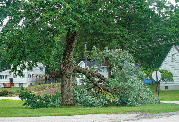 Best Storm Damage Tree Cleanup  in Oak Brook, IL